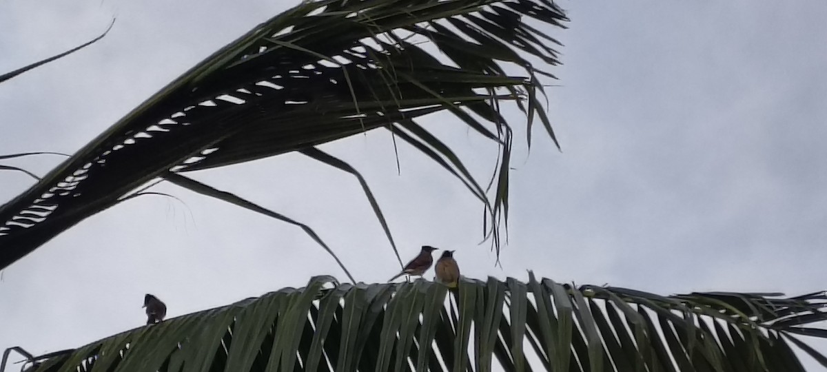 bulbul šupinkový - ML647018285