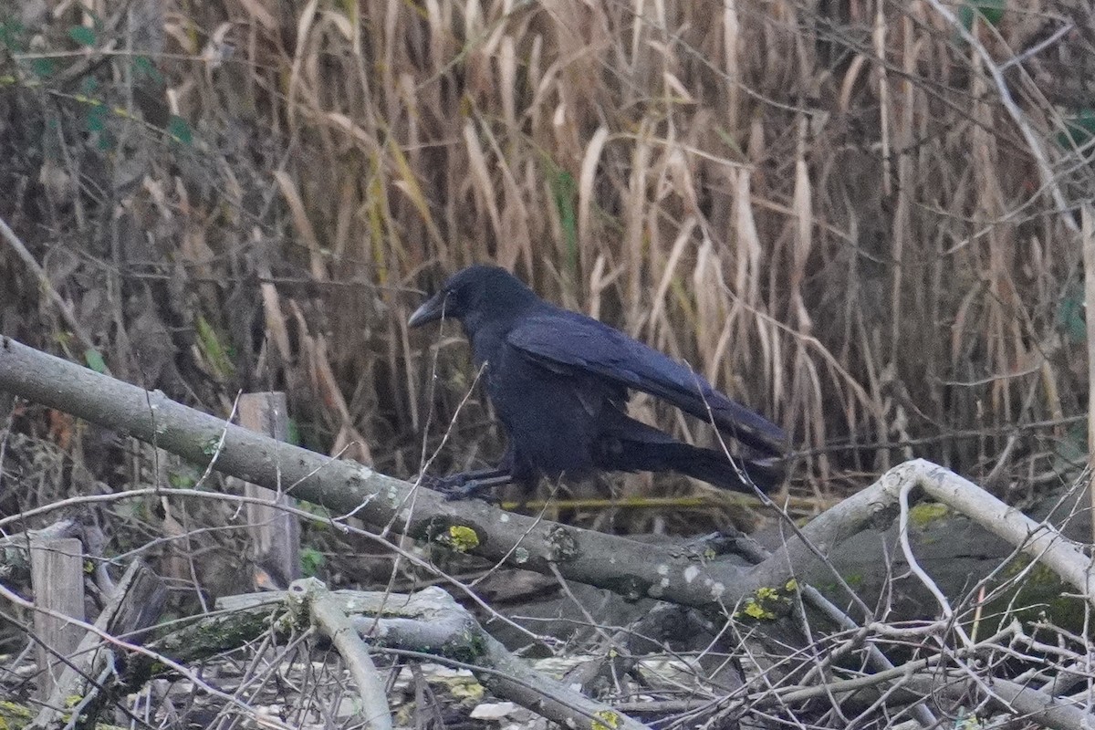 Carrion Crow - ML647018298