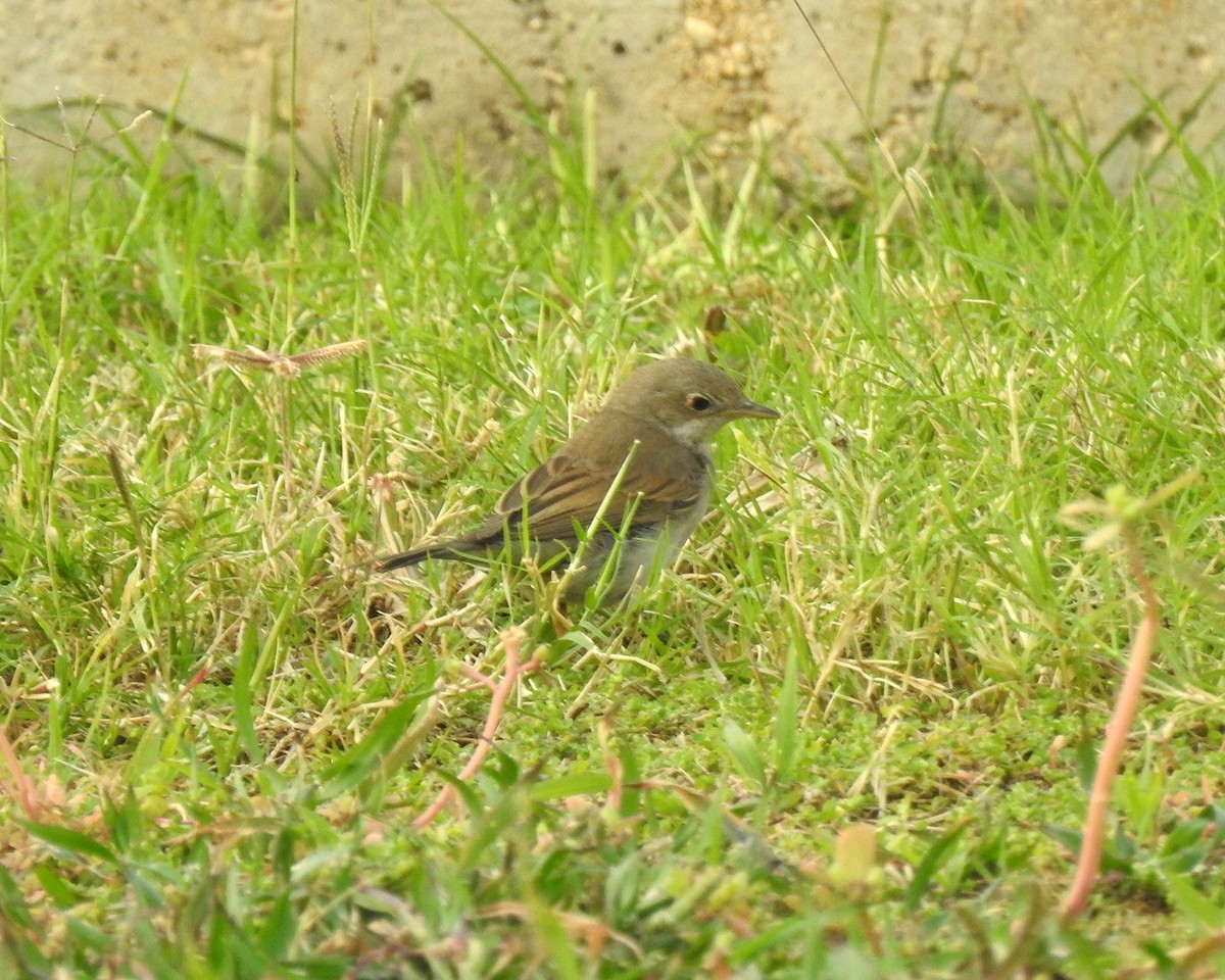 Greater Whitethroat - ML647018302