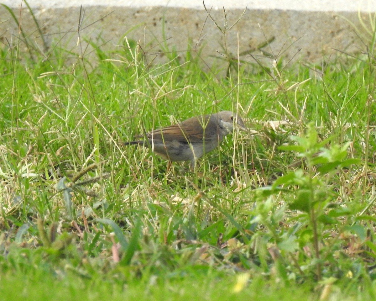 Greater Whitethroat - ML647018303