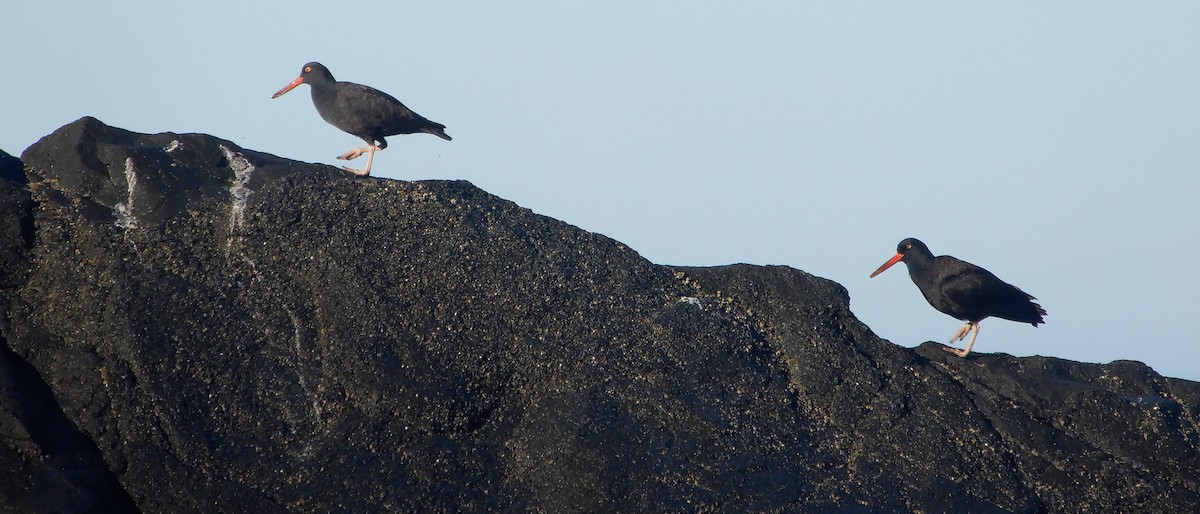 Black Oystercatcher - ML647018307