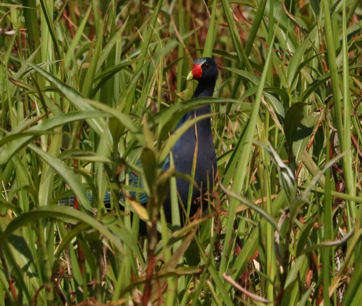 Uroilo urdin amerikarra - ML647018311