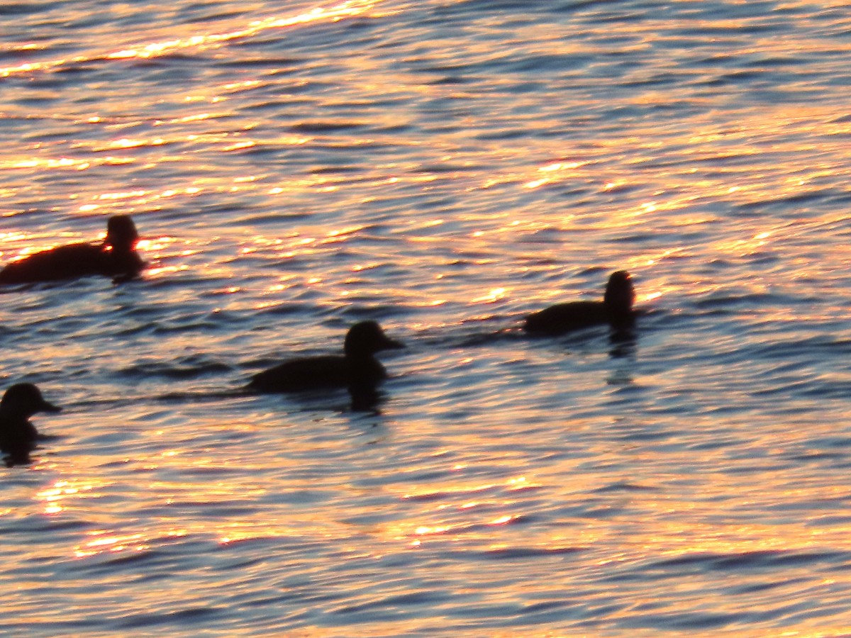 Negrón Americano - ML647018312