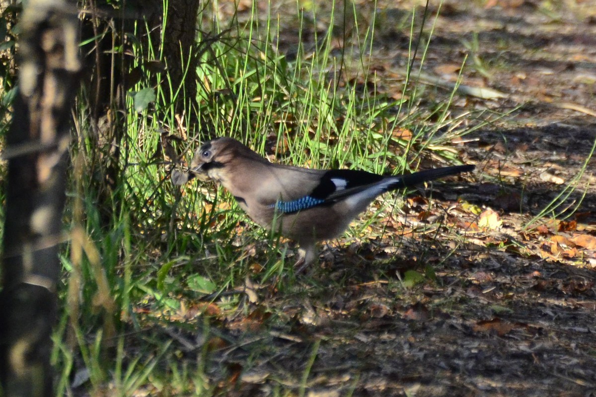 Eurasian Jay - ML647018313