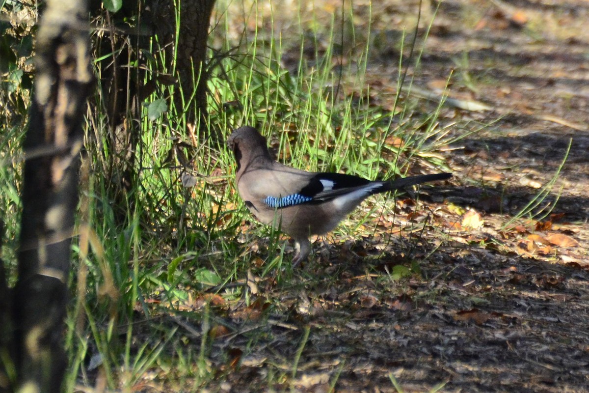 Eurasian Jay - ML647018314