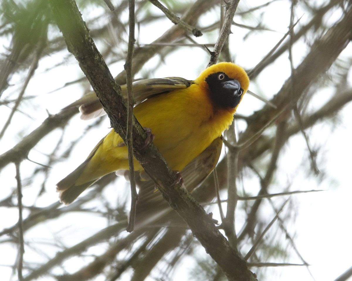 Speke's Weaver - ML647018316