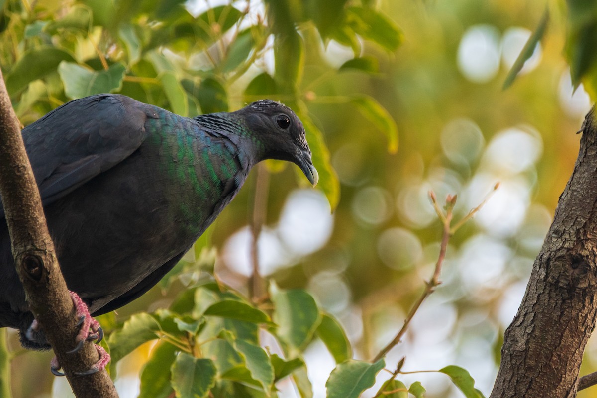 Mor Japon Güvercini - ML647018317