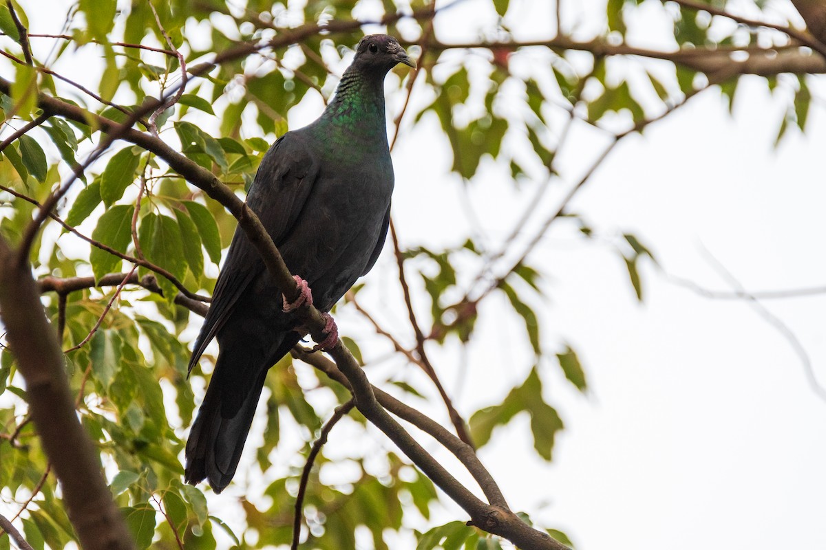 Mor Japon Güvercini - ML647018318