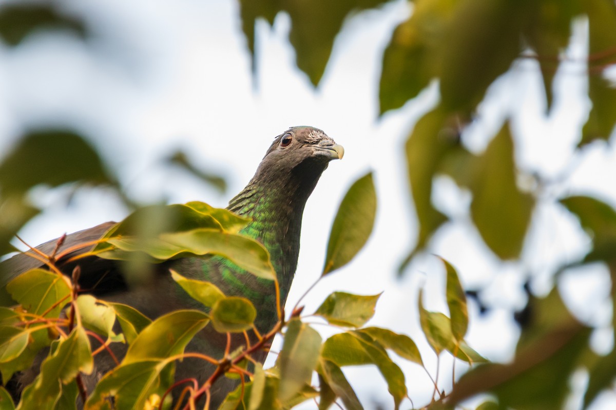 Mor Japon Güvercini - ML647018319