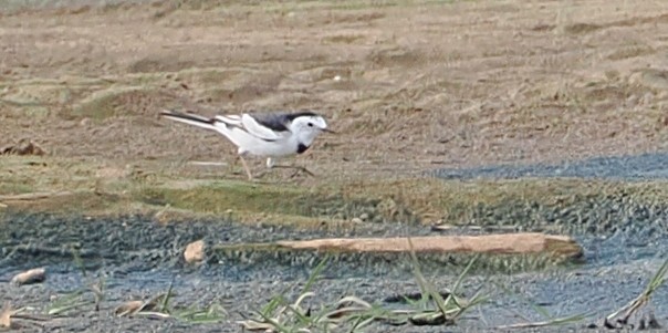 Bachstelze (leucopsis) - ML647018320