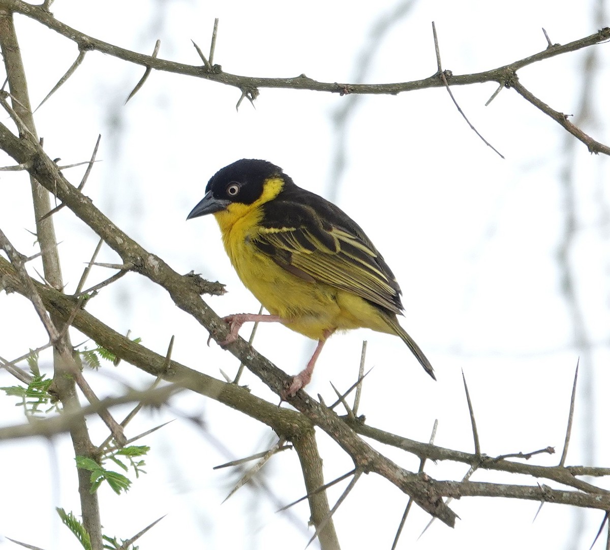 Tejedor Baglafecht - ML647018321