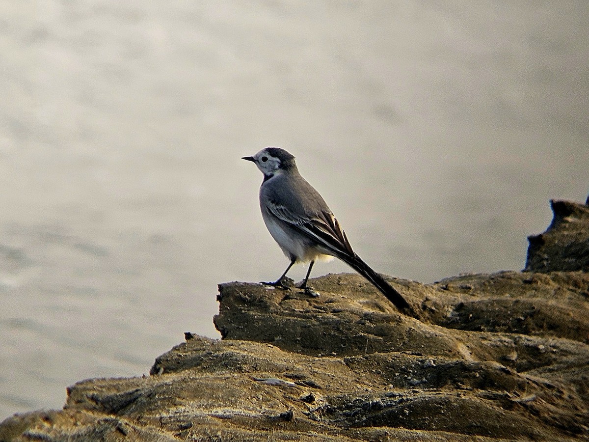 Bachstelze - ML647018322