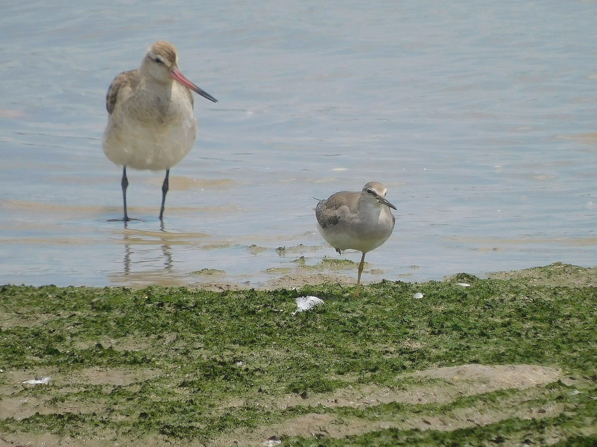 Gri Sırtlı Düdükçün - ML647018323