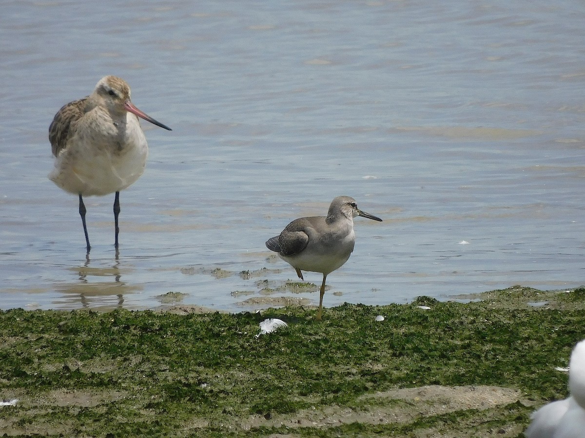 Gri Sırtlı Düdükçün - ML647018324