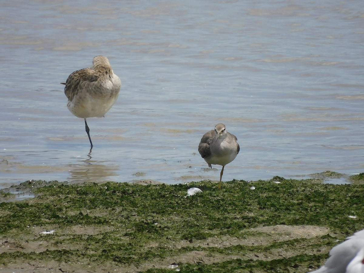 Gri Sırtlı Düdükçün - ML647018325