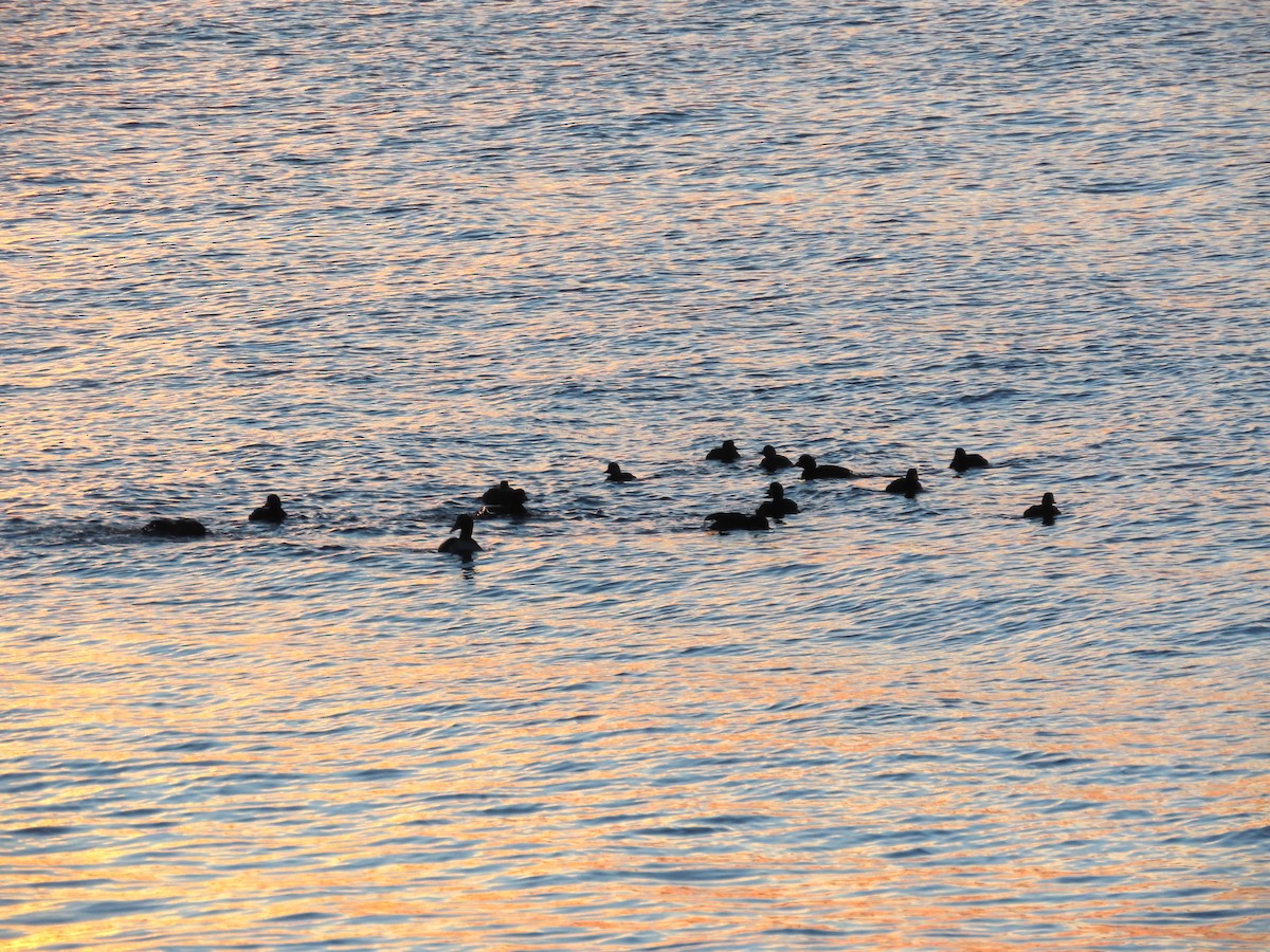 Negrón Americano - ML647018326