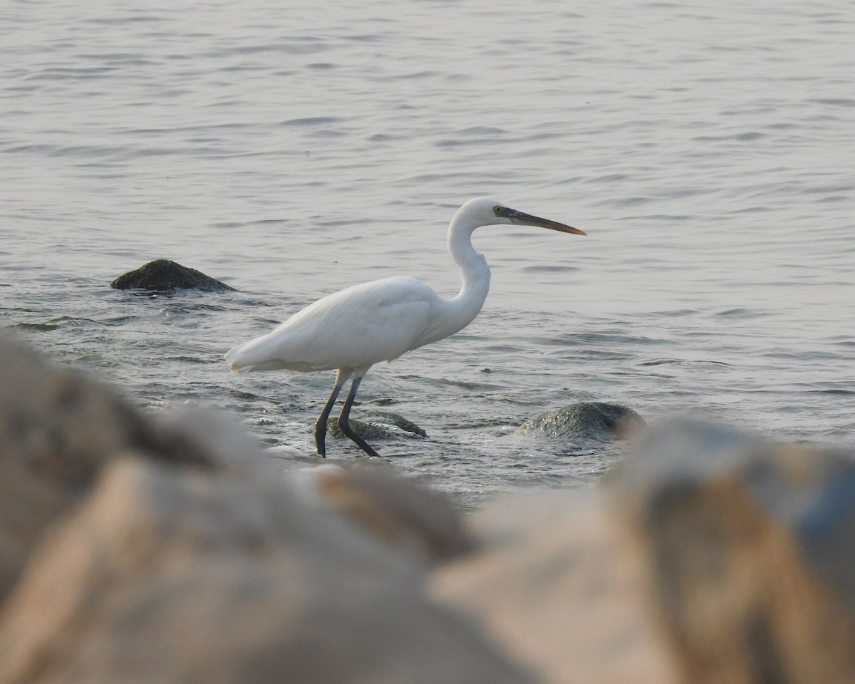 Western Reef-Heron - ML647018329