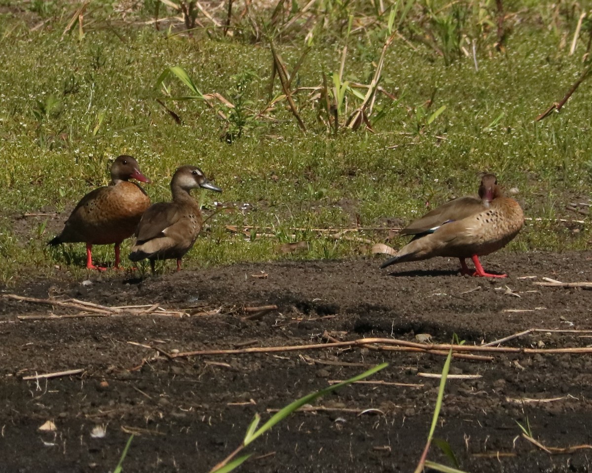 アカアシコガモ - ML647018330