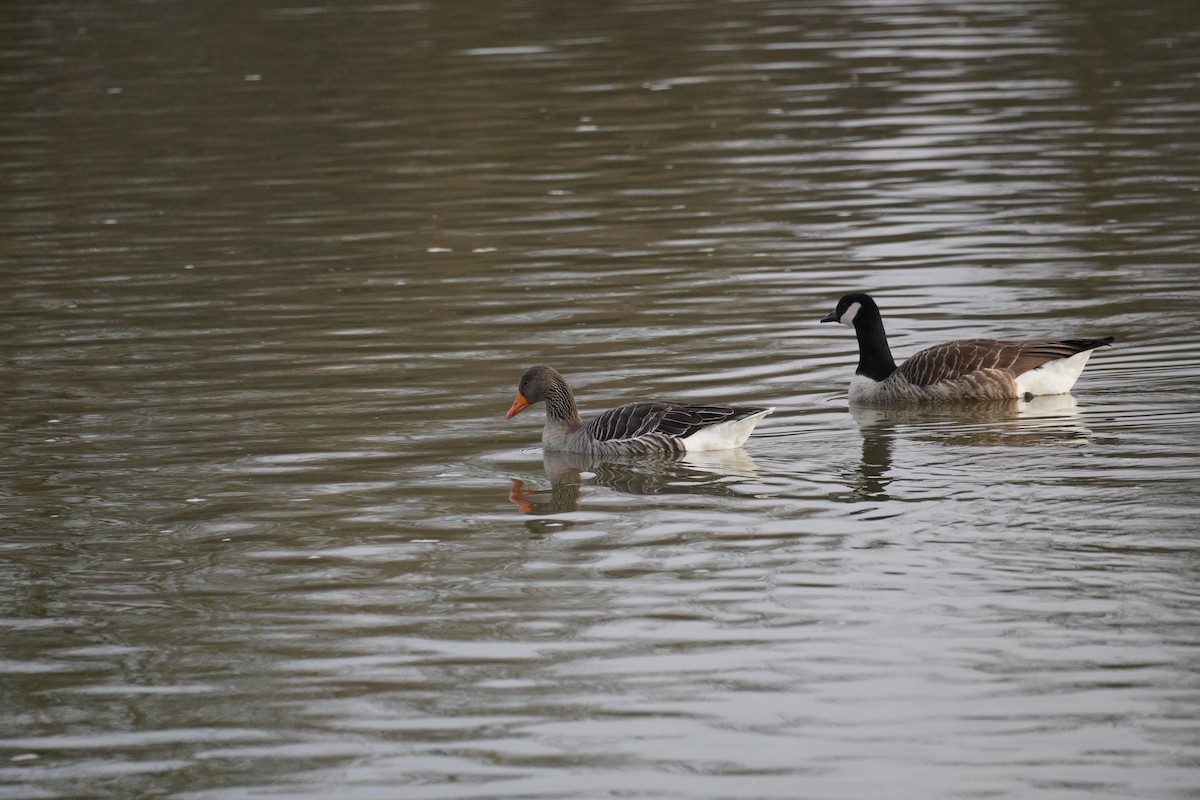 Graylag Goose - ML647018335
