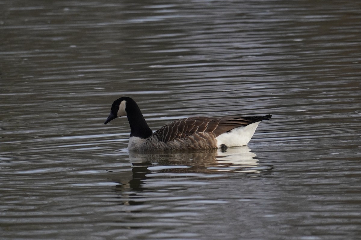 Barnacla Canadiense Grande - ML647018337