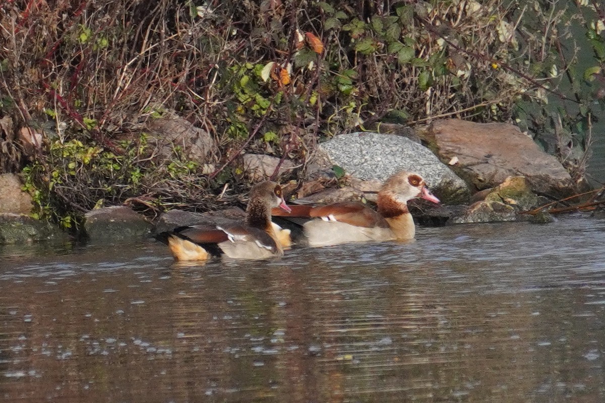Egyptian Goose - ML647018348