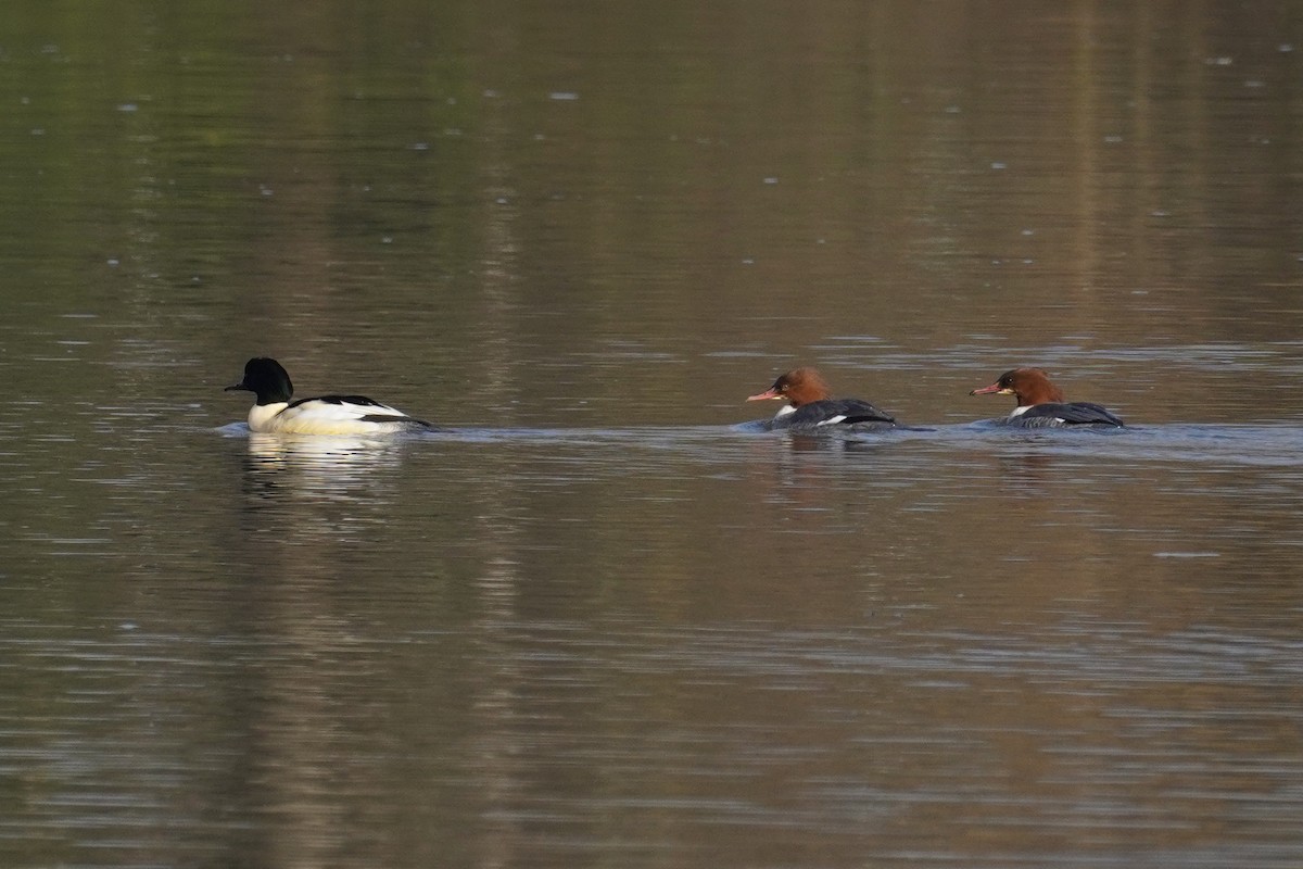 Common Merganser - ML647018350