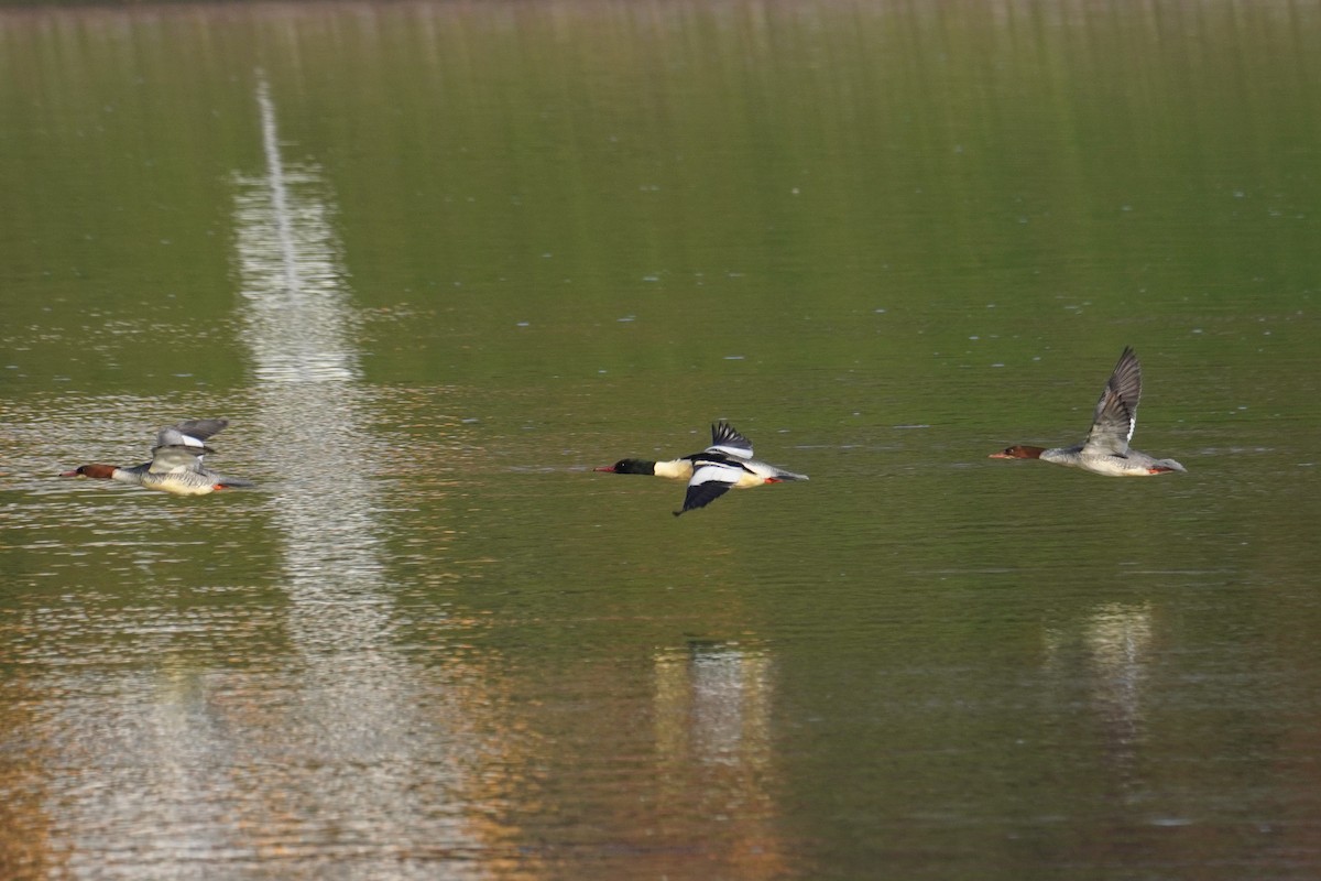 Common Merganser - ML647018351