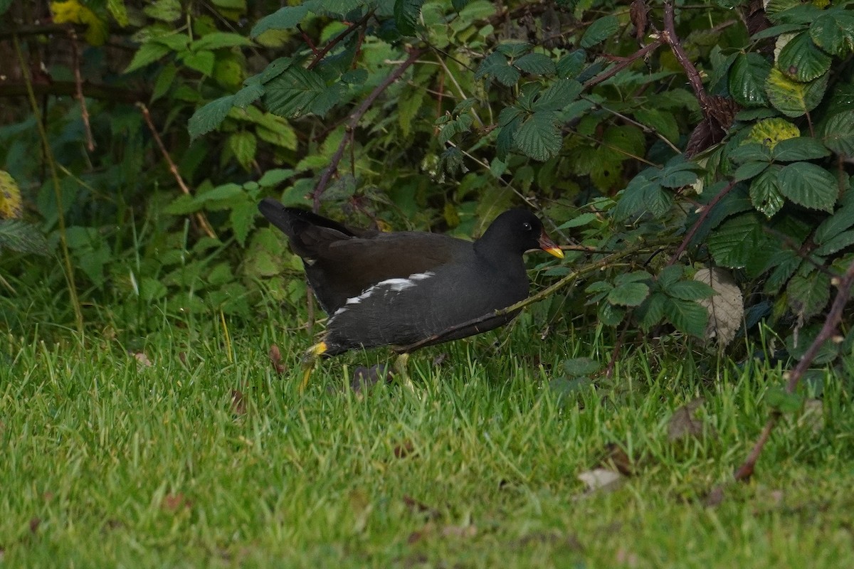 Eurasian Moorhen - ML647018355