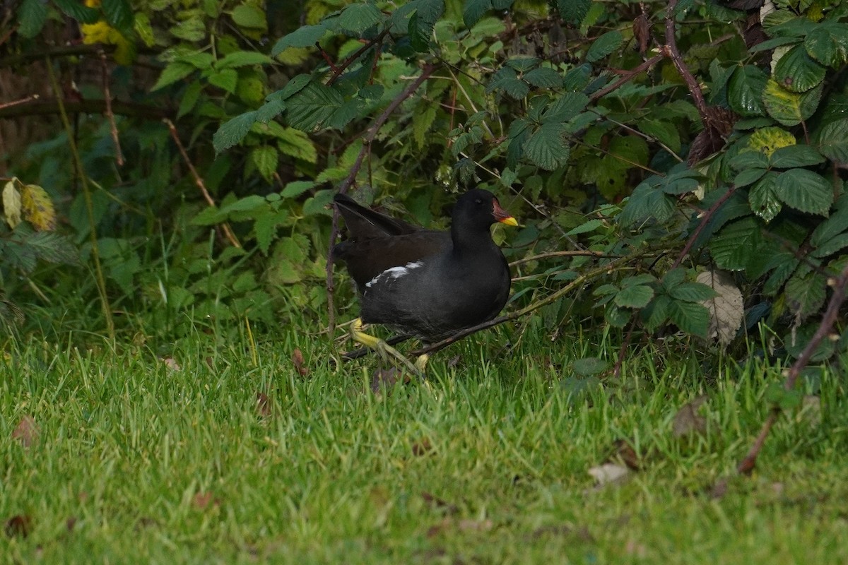 Eurasian Moorhen - ML647018356