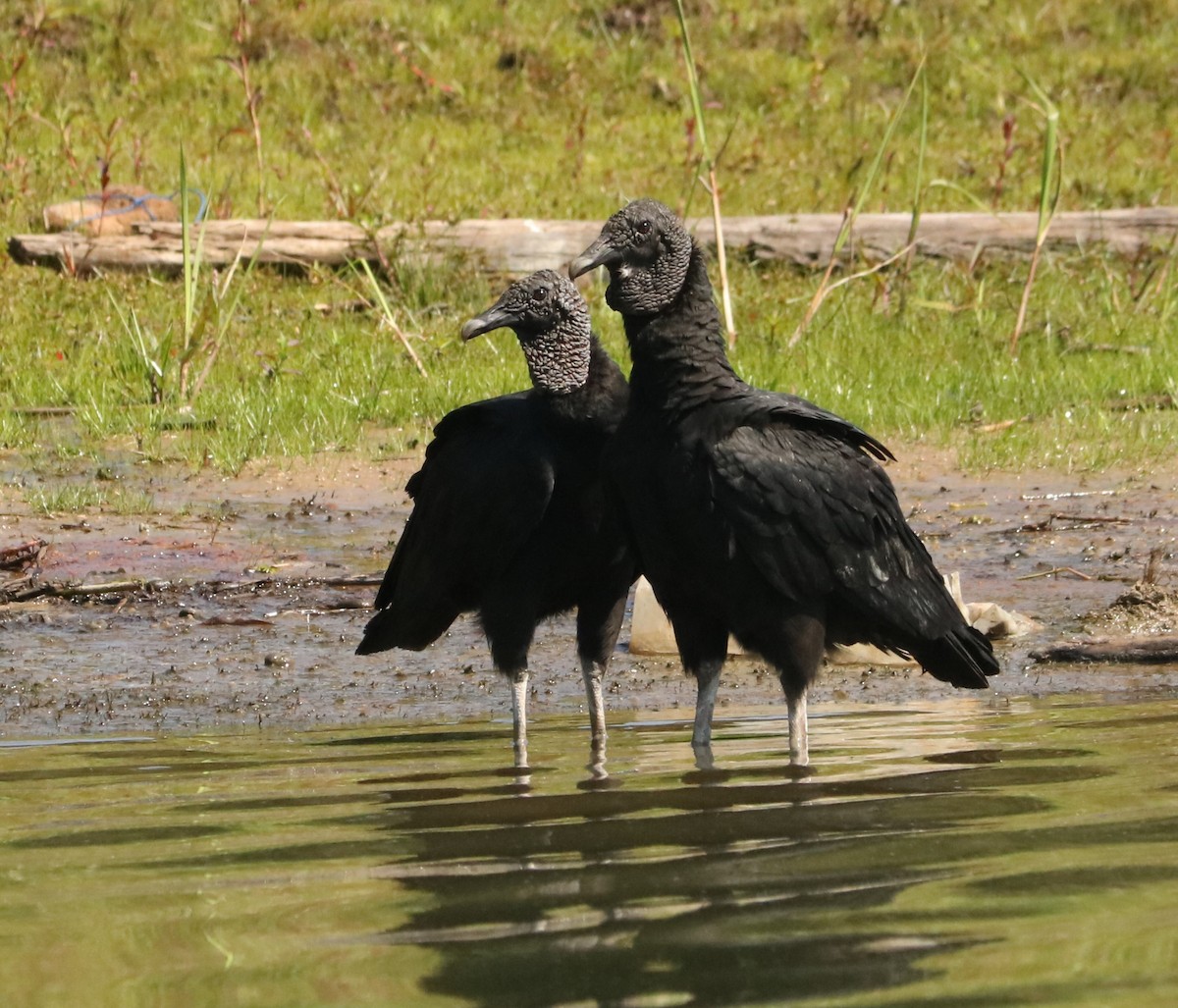 Чёрная катарта - ML647018358