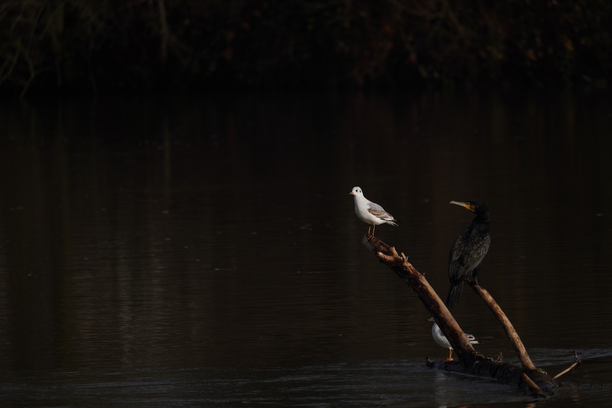 Black-headed Gull - ML647018370