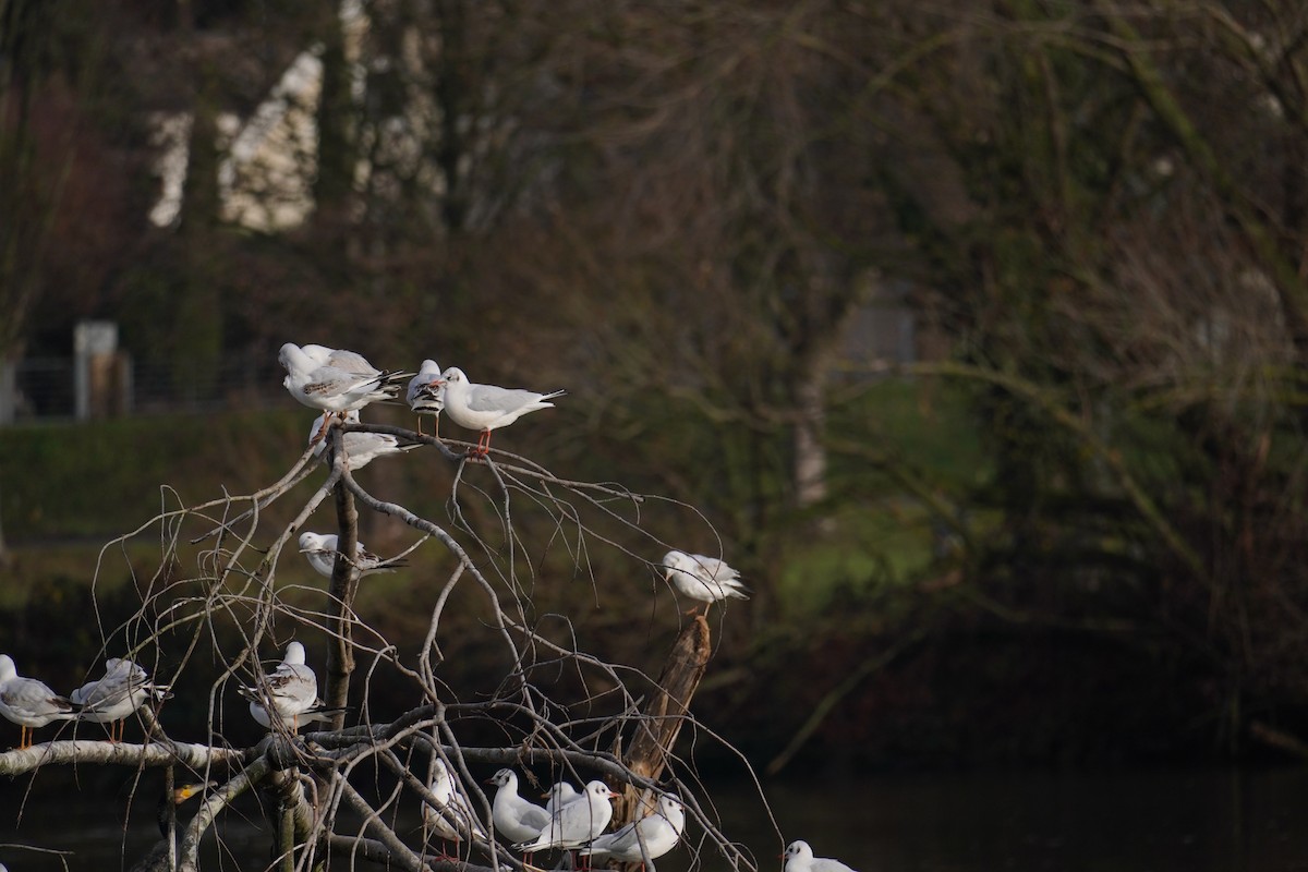 Black-headed Gull - ML647018371