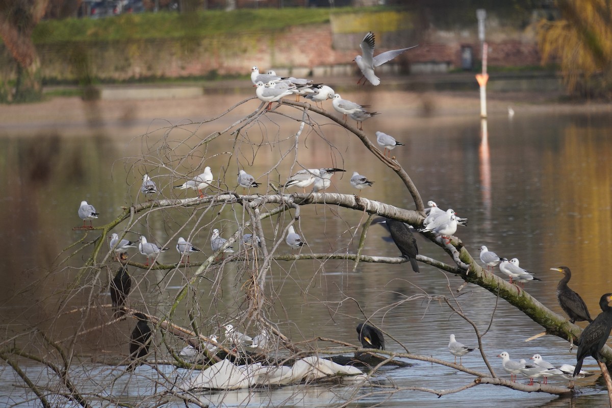 Black-headed Gull - ML647018372