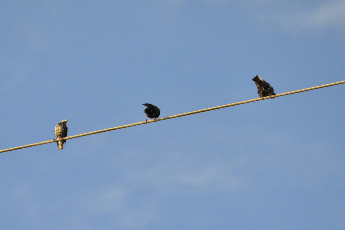 European Starling - ML647018374