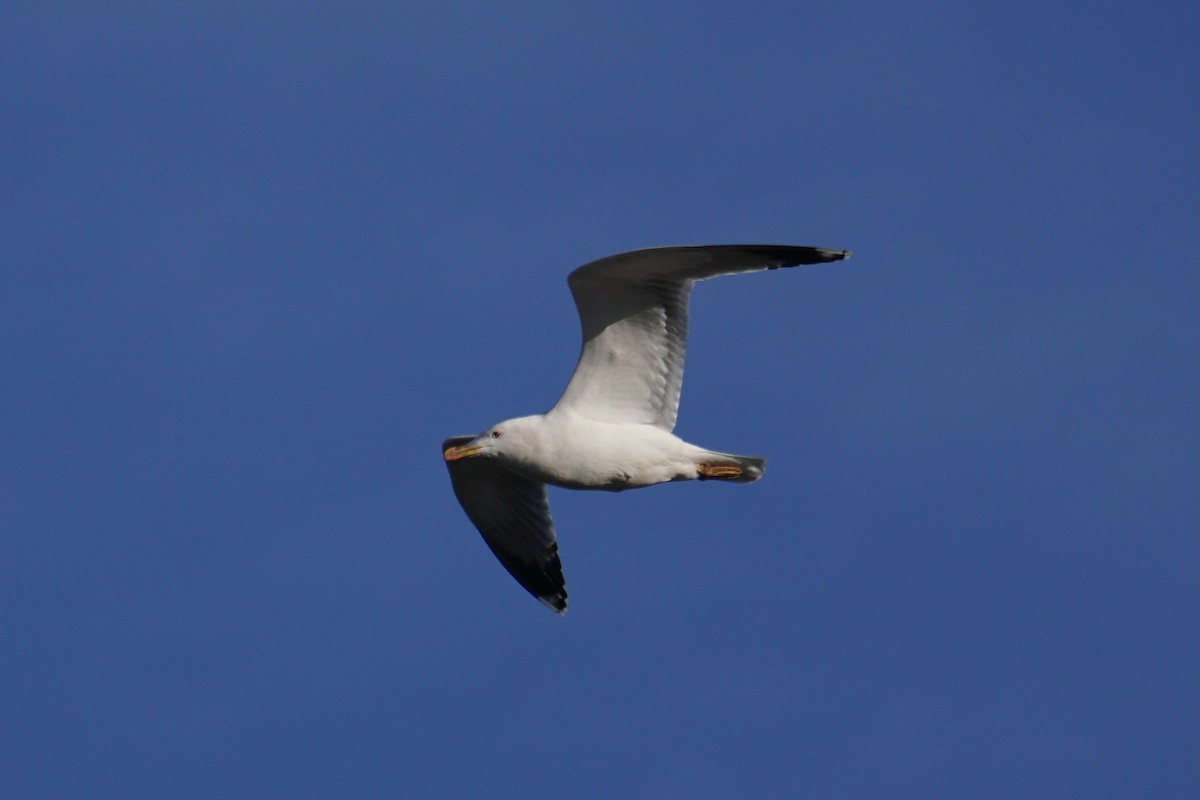 Yellow-legged Gull - ML647018375