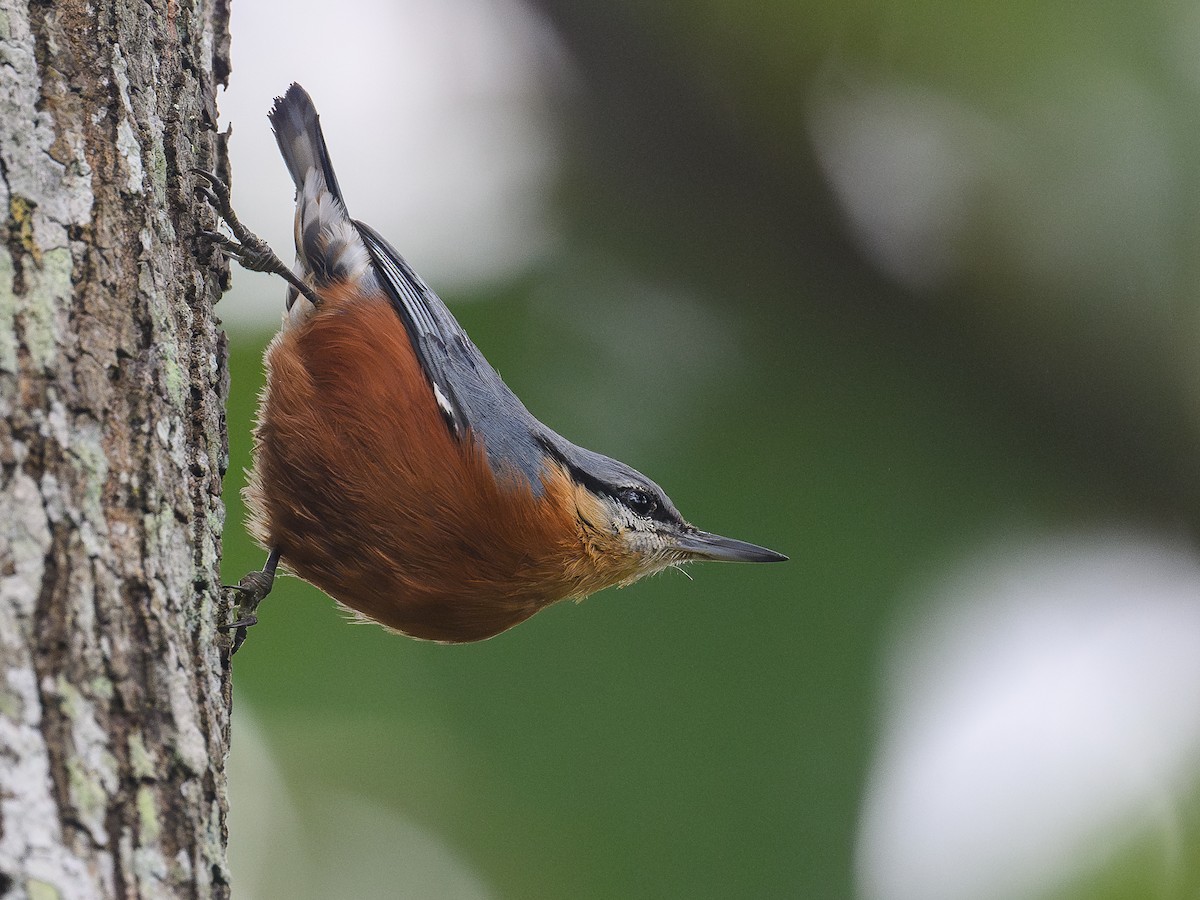 Burmese Nuthatch - ML647018381