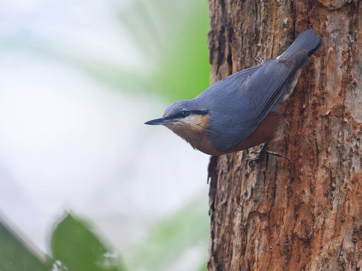Burmese Nuthatch - ML647018383
