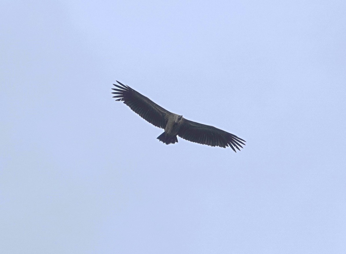 White-backed Vulture - ML647018387