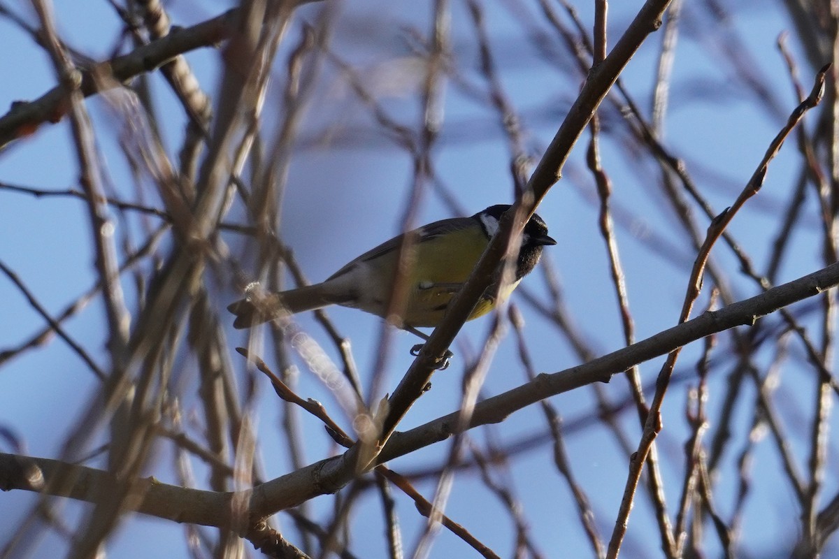 Great Tit - ML647018390