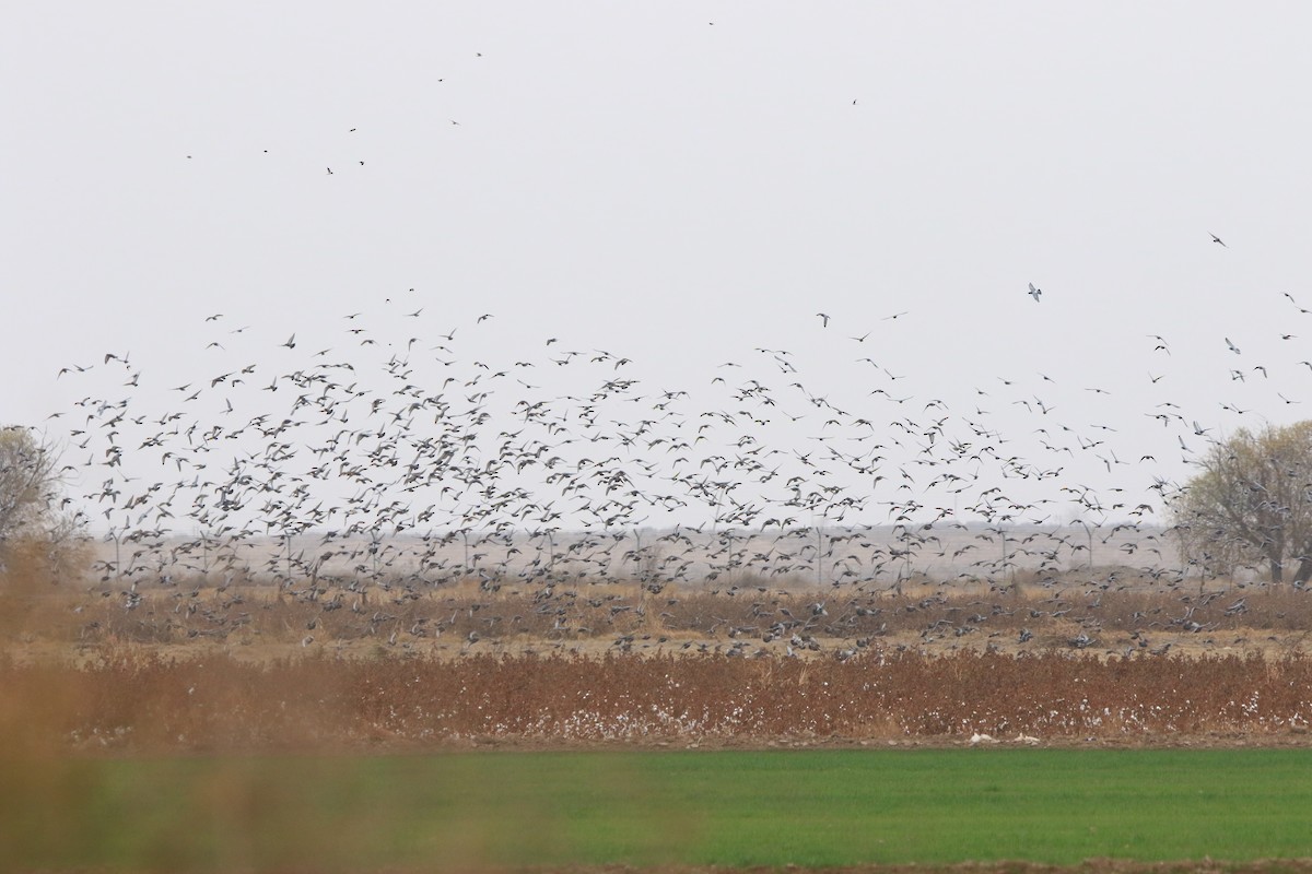 Rock Pigeon - ML647018392