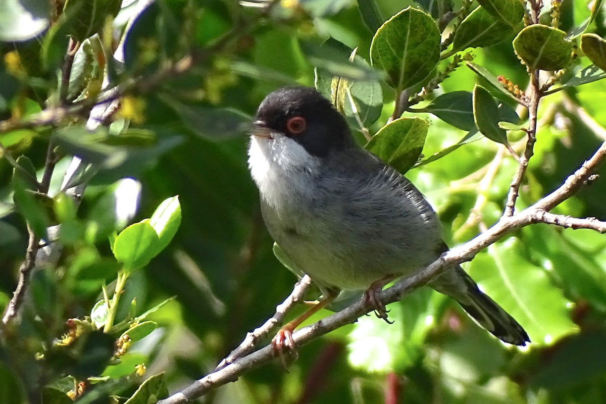 Sardinian Warbler - ML647018395