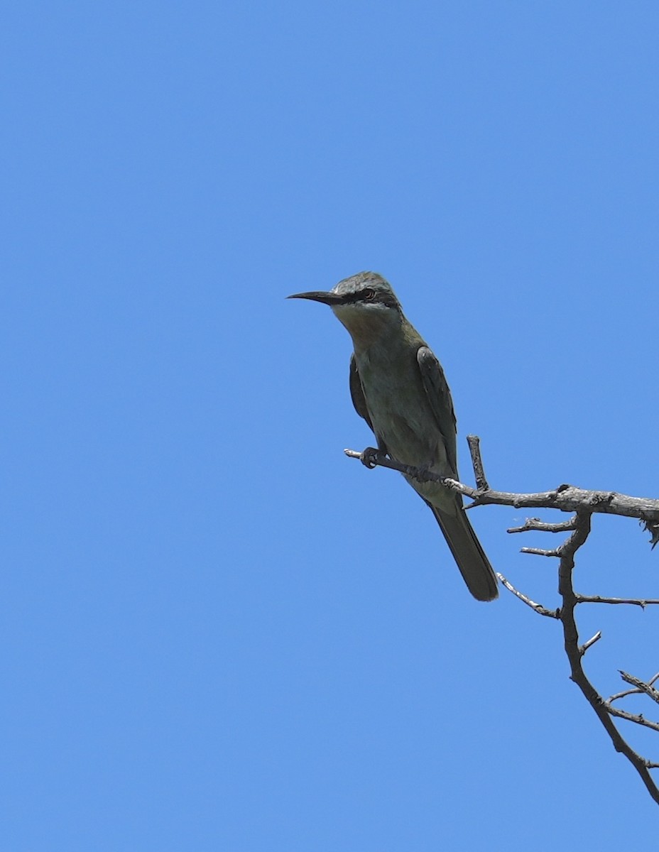 vlha modrolící - ML647018396