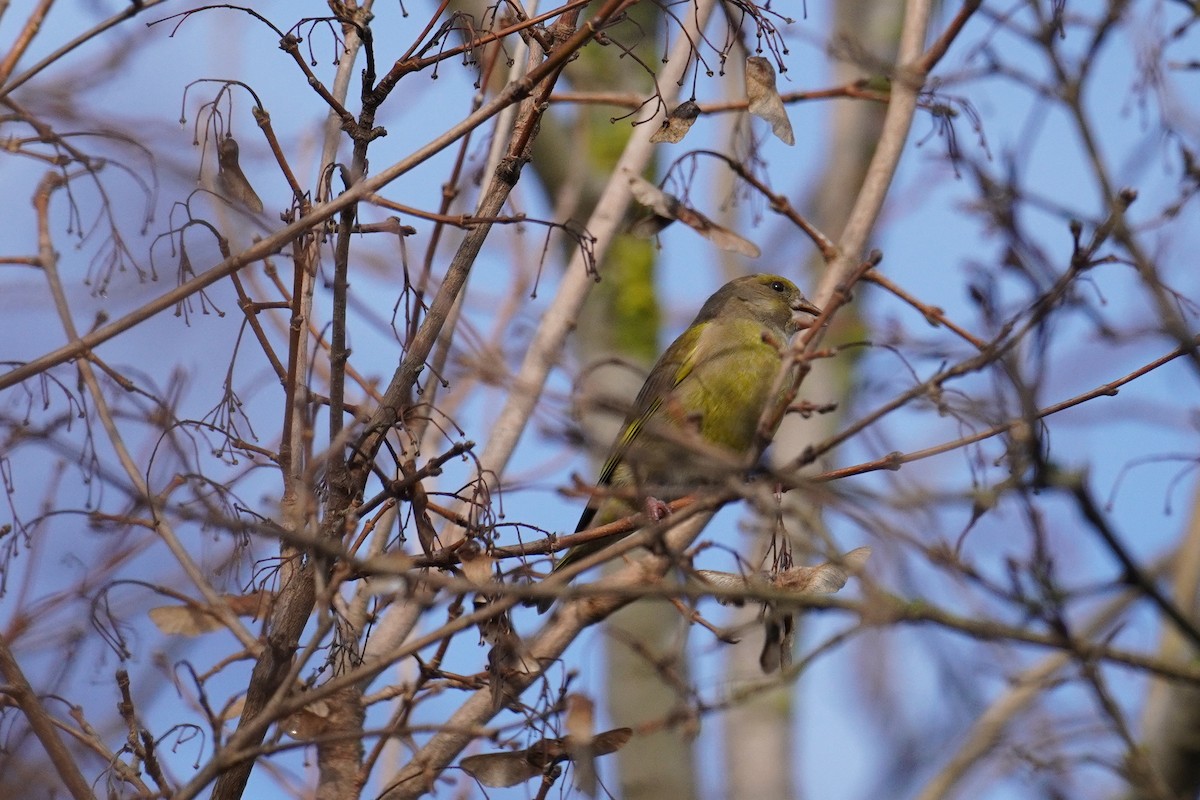 European Greenfinch - ML647018397