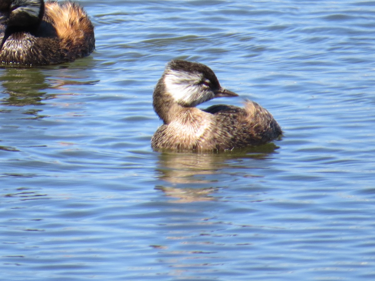 White-tufted Grebe - ML647018403