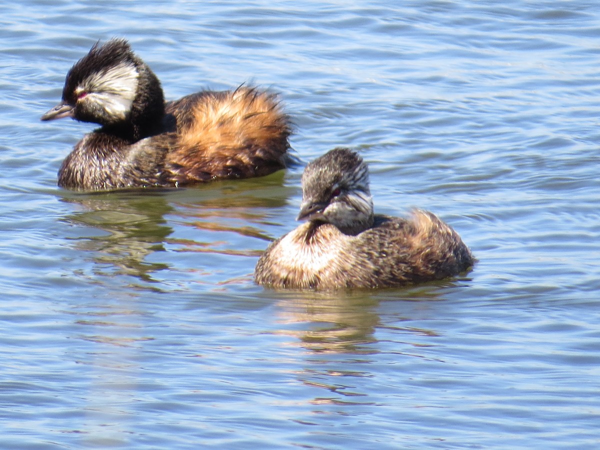 White-tufted Grebe - ML647018404