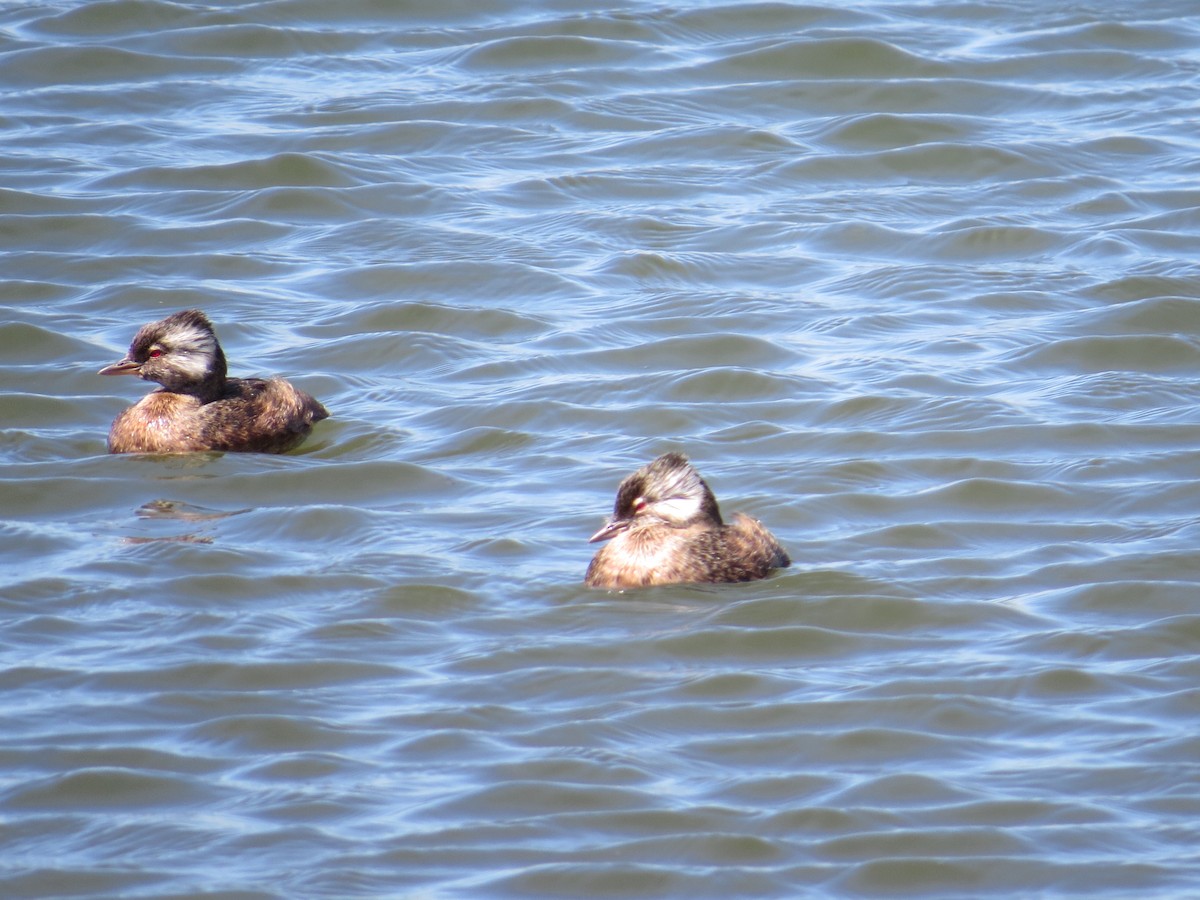 White-tufted Grebe - ML647018405