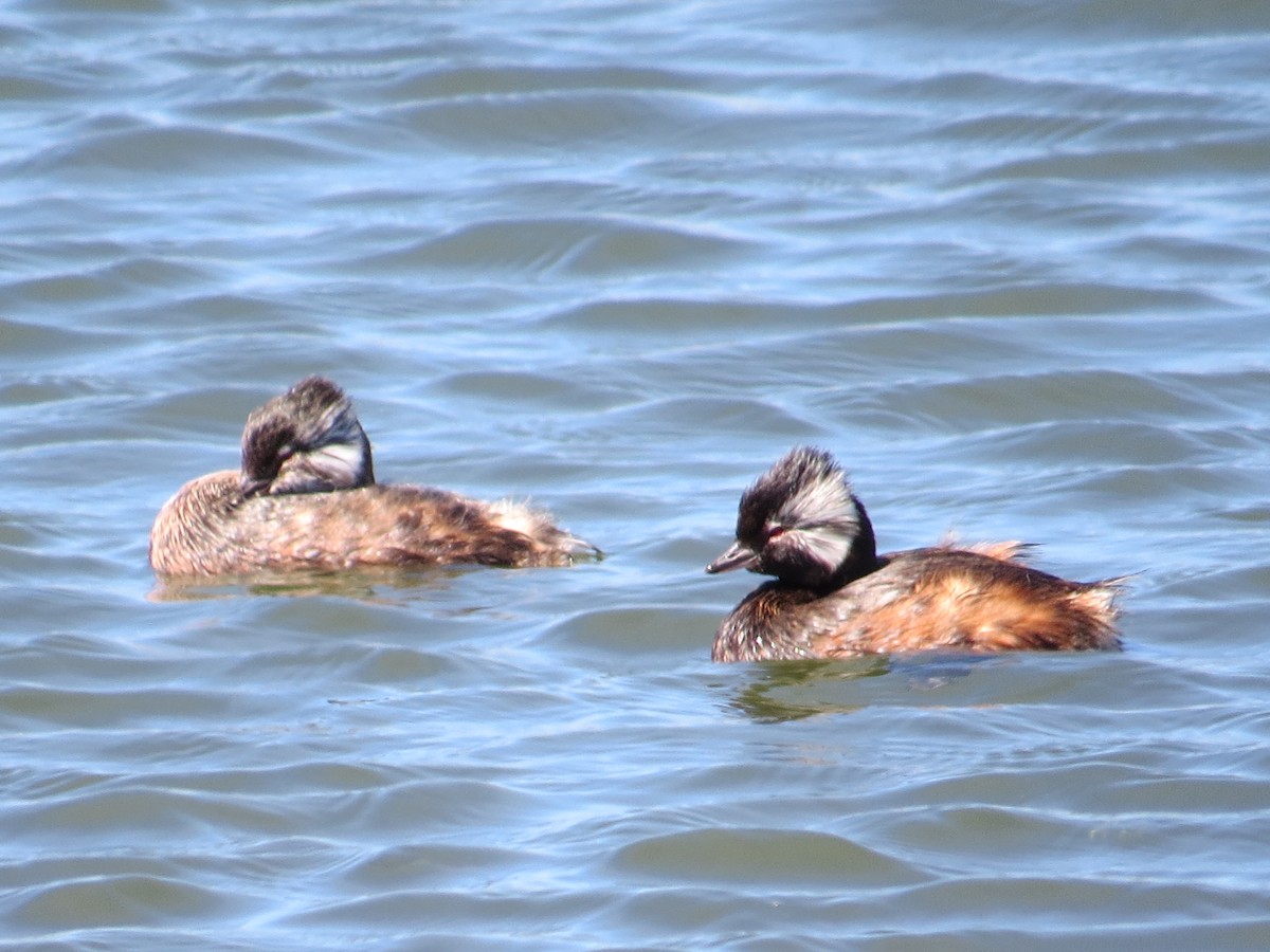 White-tufted Grebe - ML647018406