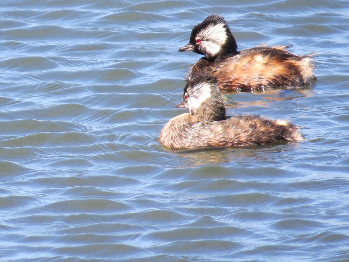 White-tufted Grebe - ML647018407
