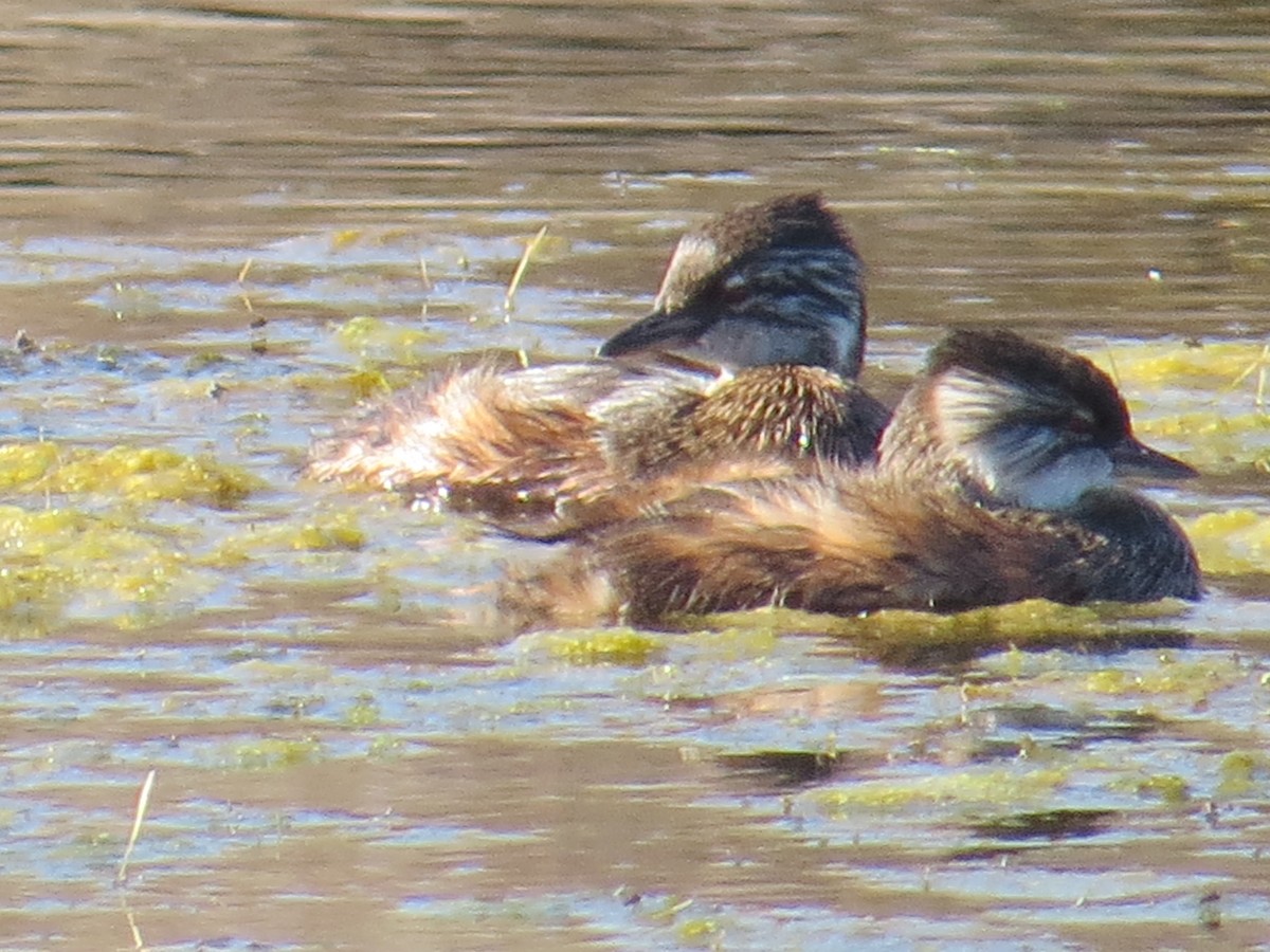 White-tufted Grebe - ML647018408