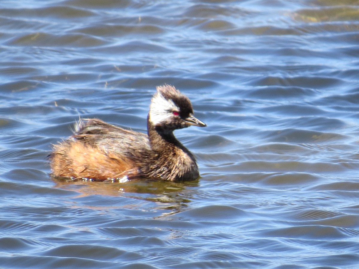 White-tufted Grebe - ML647018409